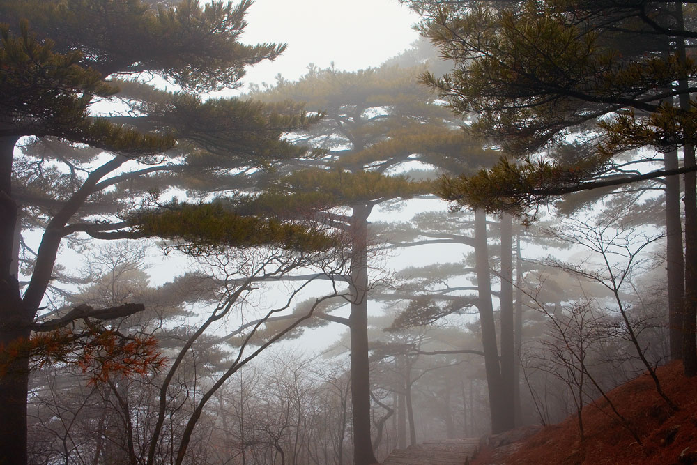 黄山之旅 摄影 rookiewei