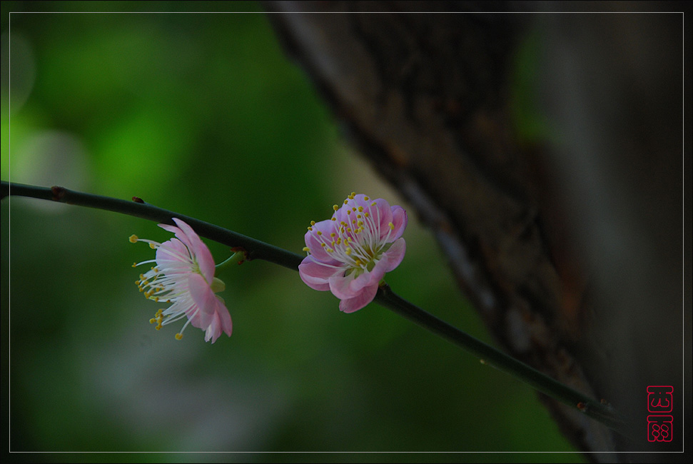 犹有花枝俏 摄影 东边日出