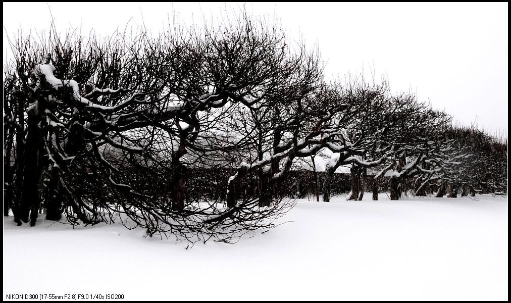 瑞雪纷飞北欧行6（斯德哥尔摩皇后岛，请点大图） 摄影 色谷饥仙