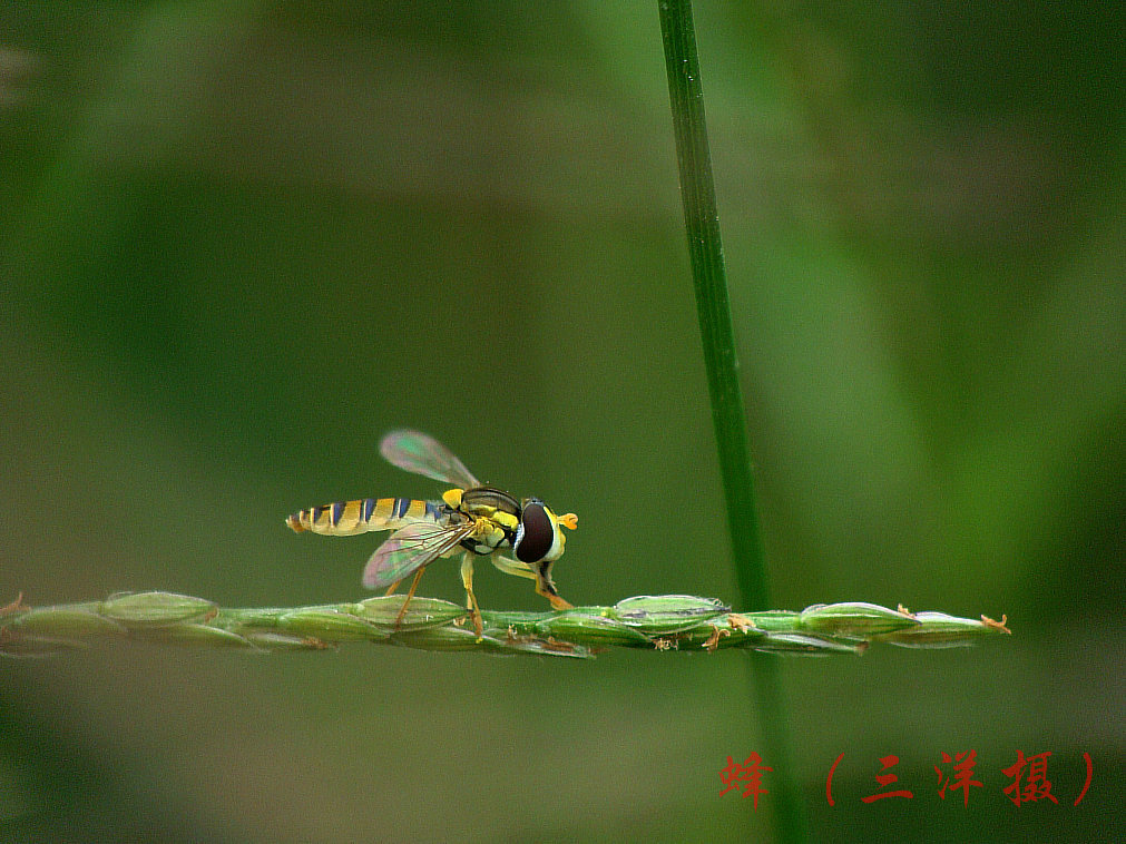 蜂4 摄影 三洋