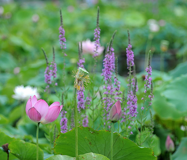 荷与花 摄影 YSY5806