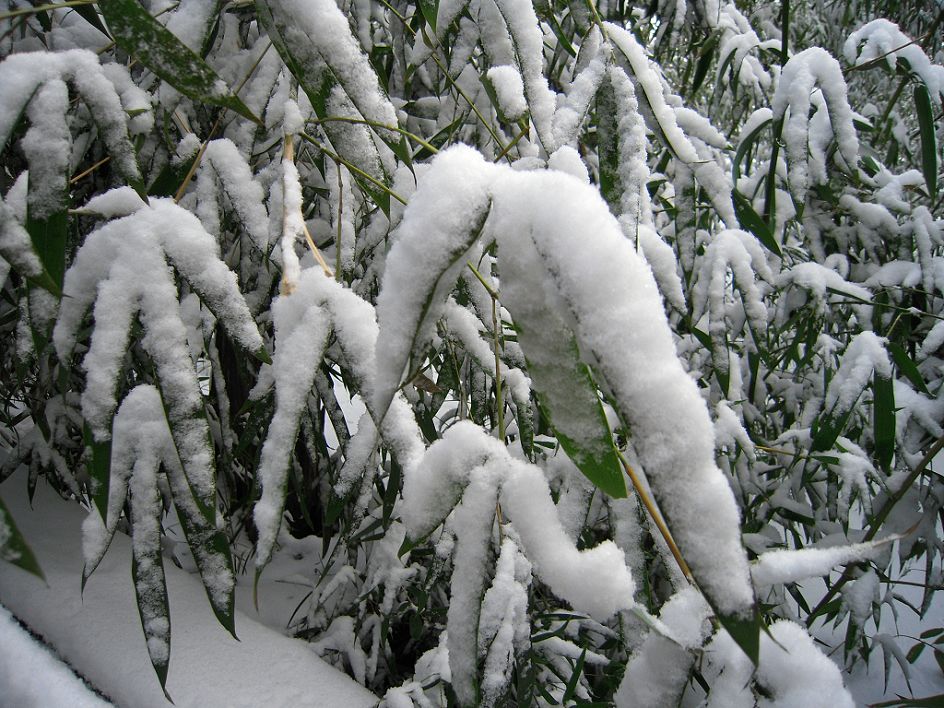 大写意-雪竹 摄影 水晶向日葵