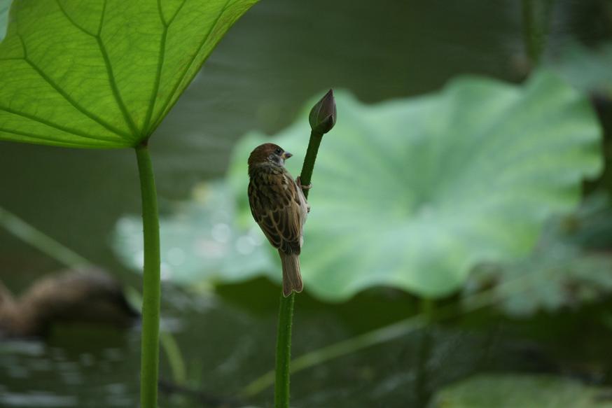 观望 摄影 水晶之情