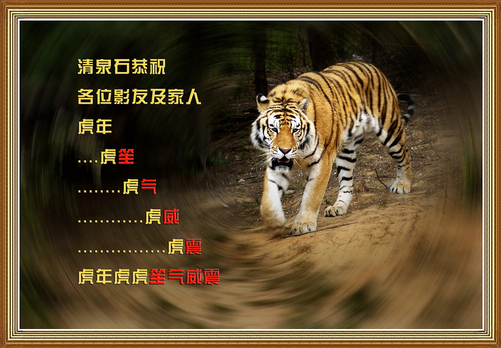 【虎年贺卡】《笙气威震》 摄影 清泉石
