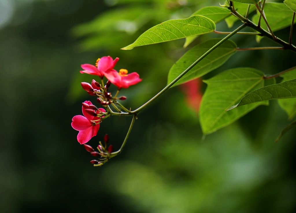 春节好！ 摄影 细草穿沙