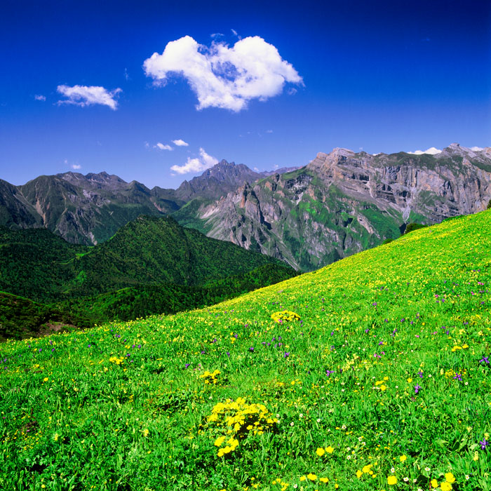 九顶山花季 摄影 那人