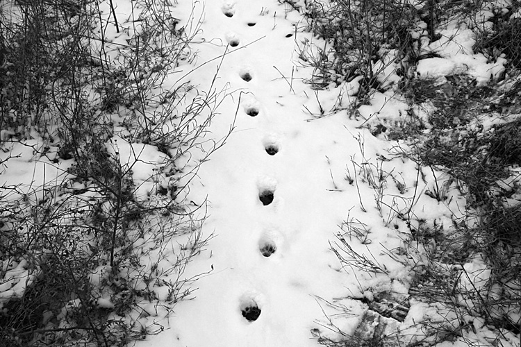 雪裳钮扣 摄影 小工