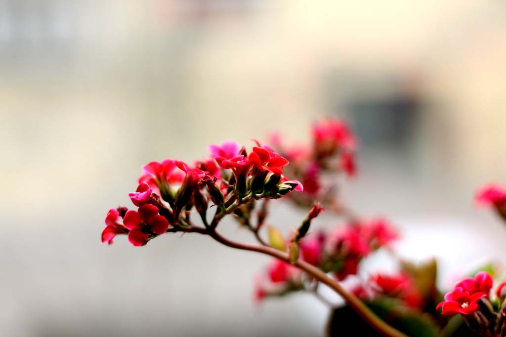 那些花儿 摄影 盛夏果实72