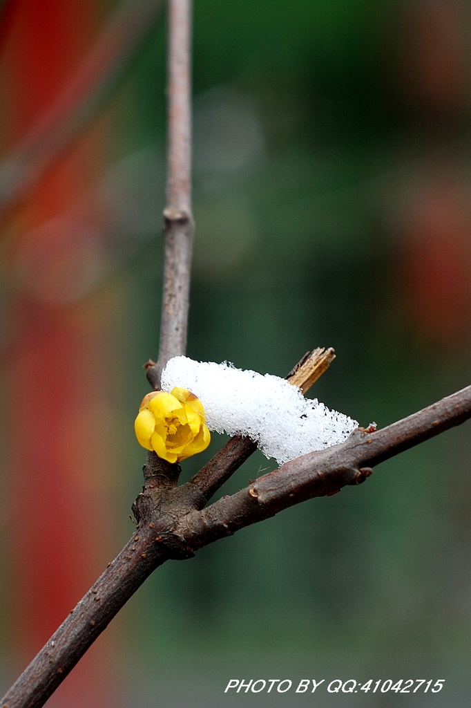 雪梅 摄影 阳光灿烂中