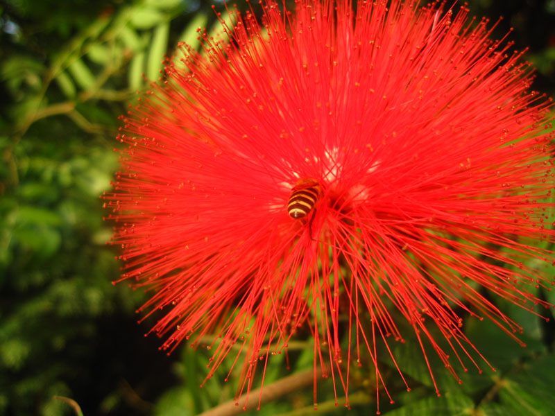 蜂.花 摄影 青花鱼