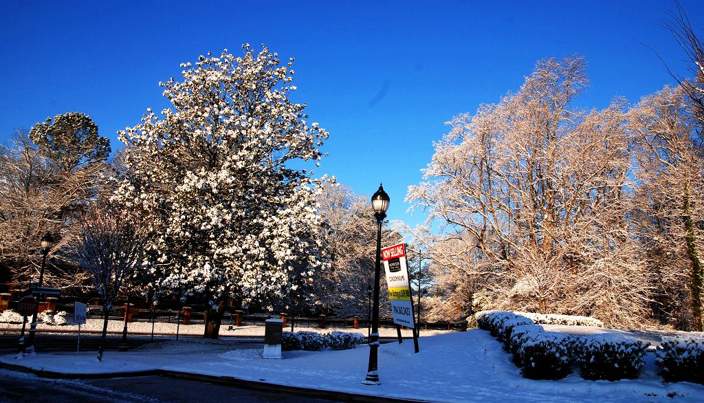 瑞雪兆丰年---美国北卡的雪景 摄影 紫色的浪花