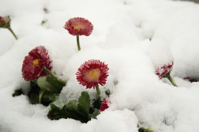 雪中花坛 摄影 西部面包