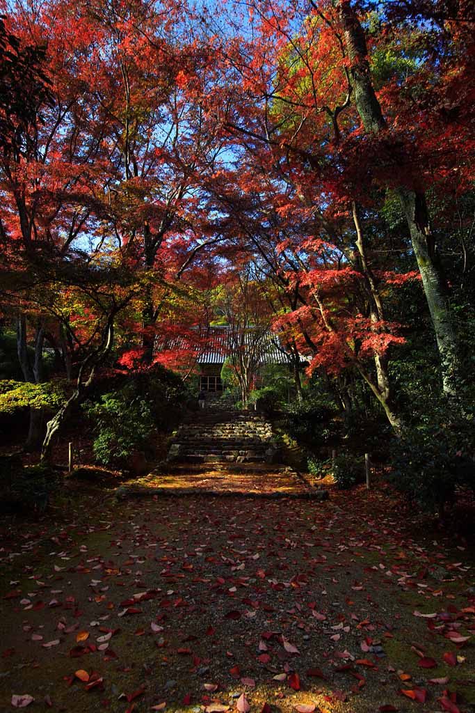 京都西山的叶室山净住寺参道 摄影 qxs