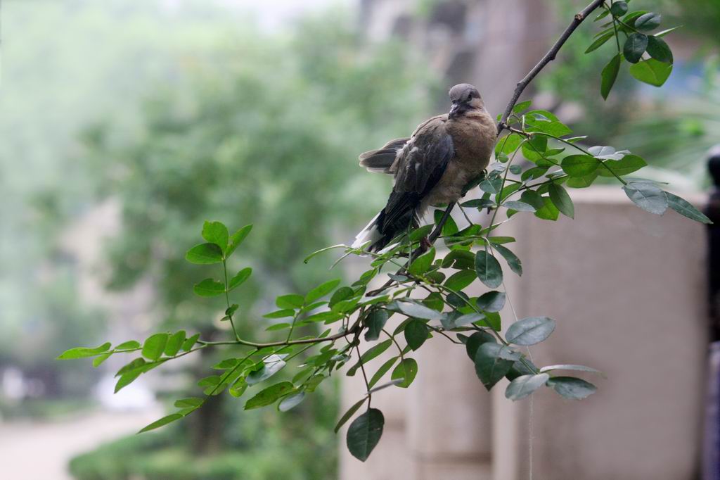 悠  闲 摄影 xiayang