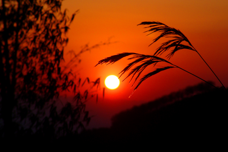 夕阳红 摄影 晓岚