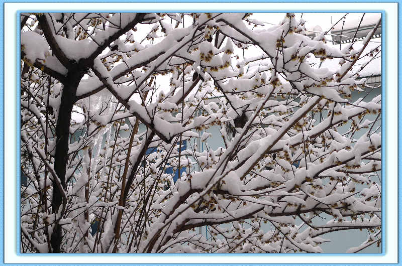 雪梅图 摄影 陈家大屋