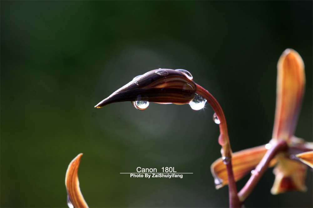 阳光雨露 摄影 鸽娘