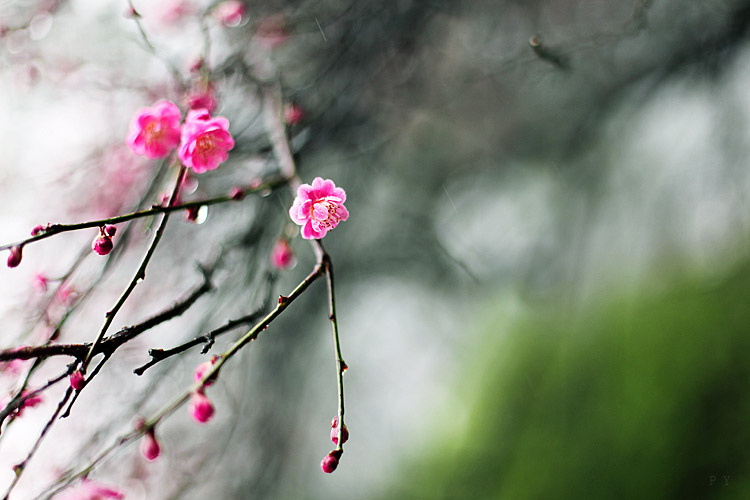 花.时间 摄影 风向.