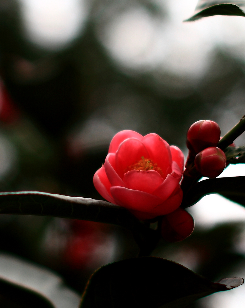 春暖花开 摄影 摄林浪子