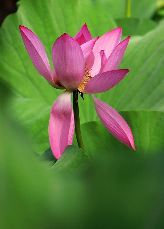 荷花----上海古漪园200906 摄影 菲菲20091022