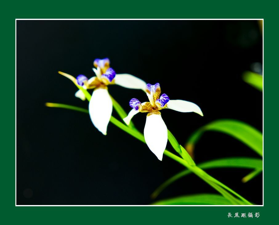 又闻兰花香 摄影 changjiaoju