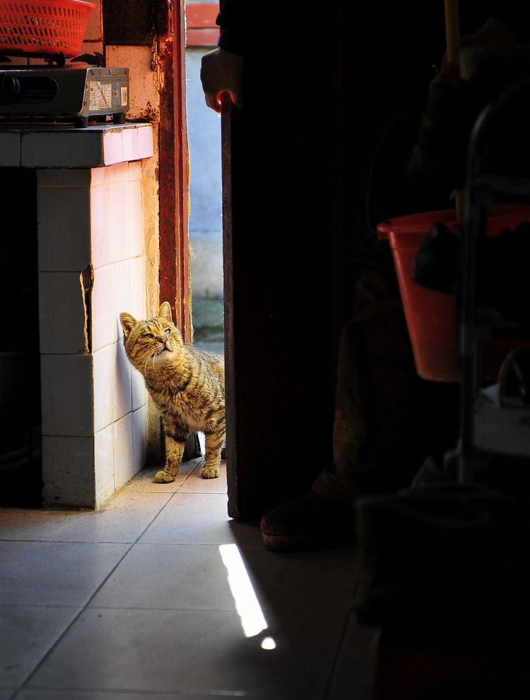 新年好，你们家的猫在家吗？ 摄影 宏光