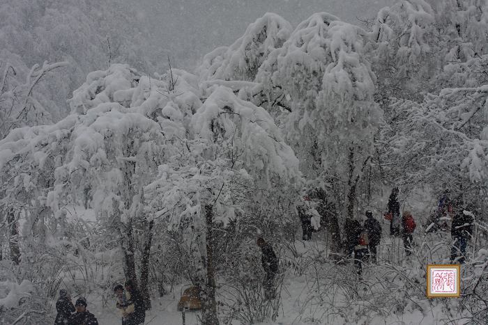 赏雪 摄影 大道一人