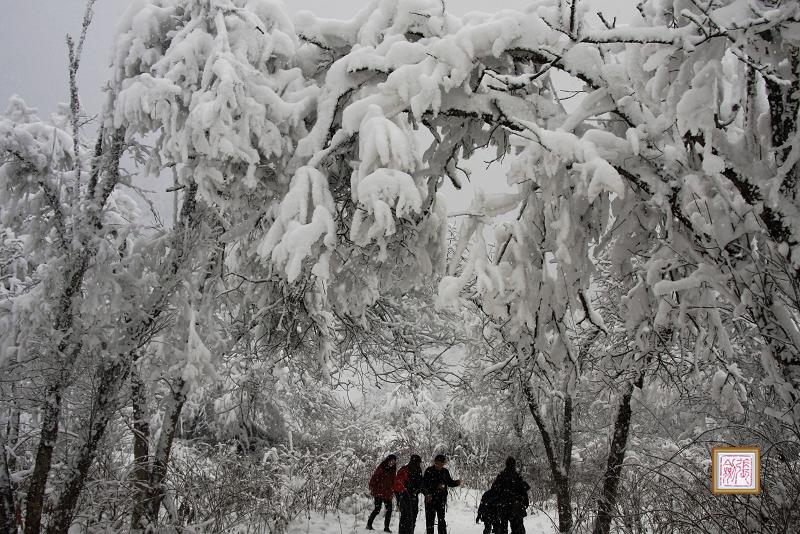 赏雪 摄影 大道一人