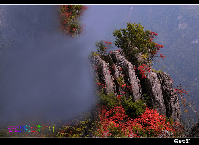 云里雾里赏红叶 摄影 可爱的深蓝