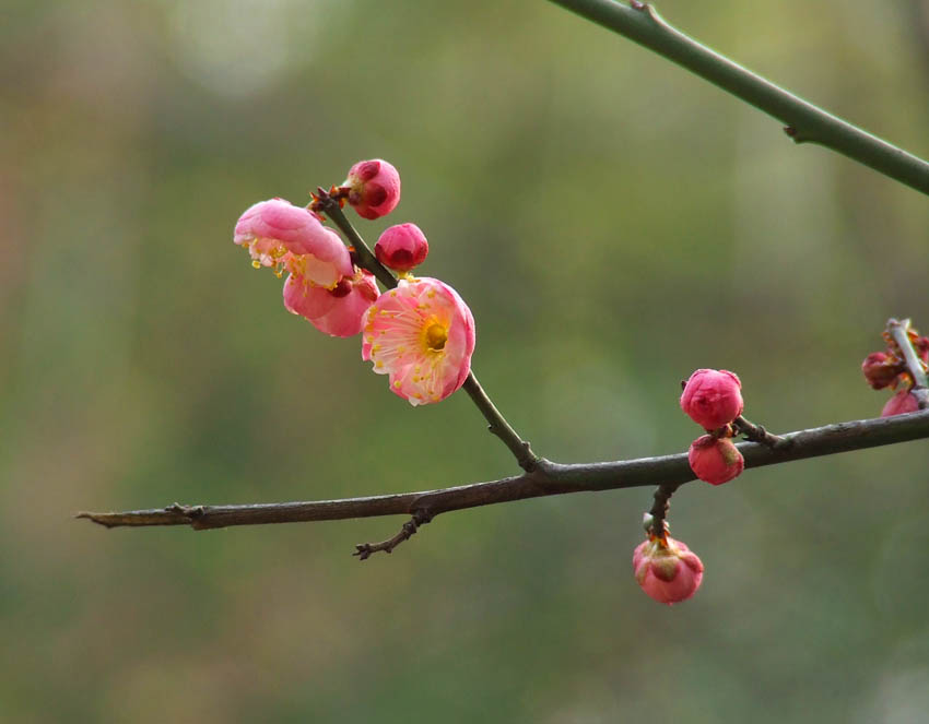 一枝梅花笑春风 摄影 狂风