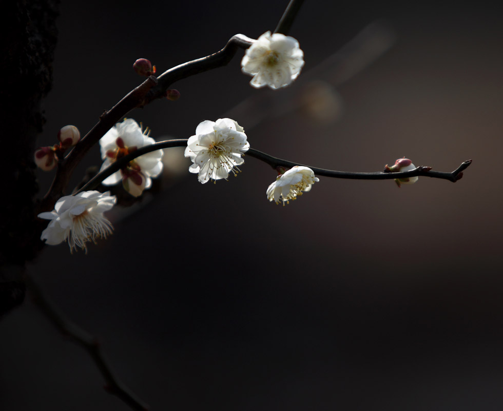 梅花 摄影 秋日明月