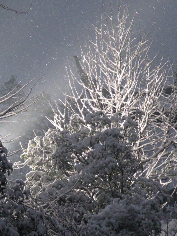 飘雪 摄影 傻大庆