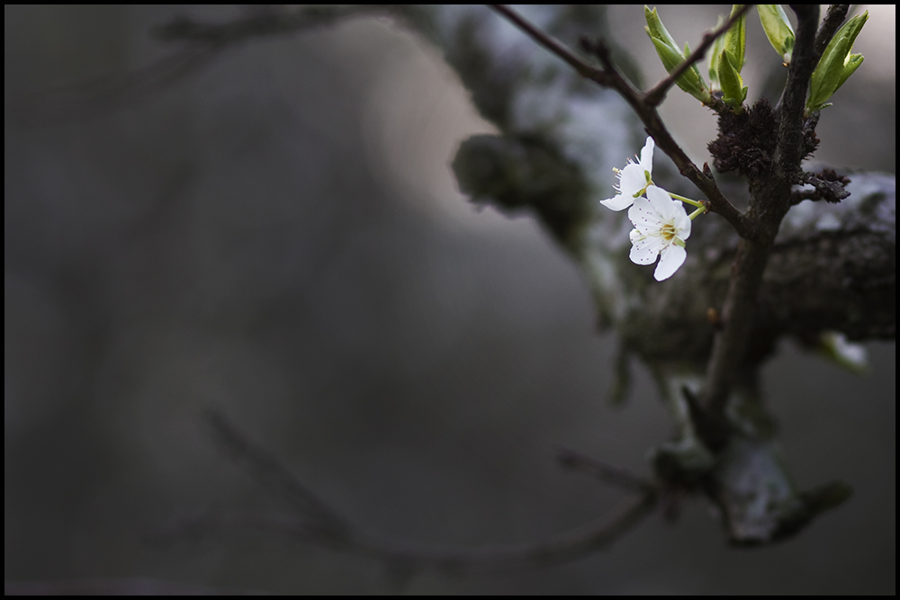 李花 摄影 吴云良