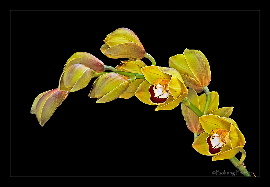 蕙兰（Cymbidium） 摄影 Bokang