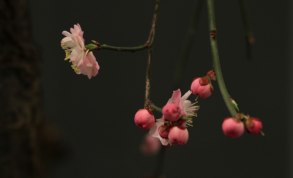 梅花 摄影 本森