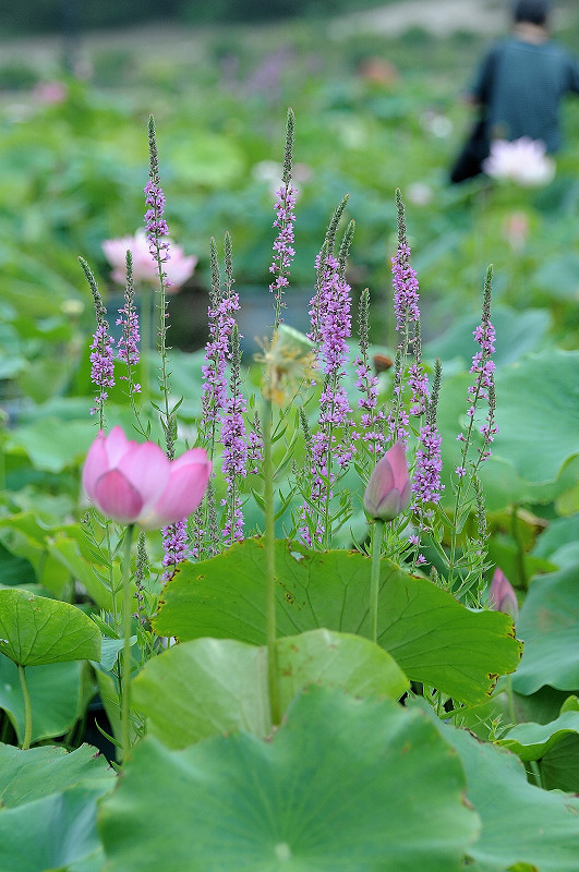 荷花 摄影 YSY5806