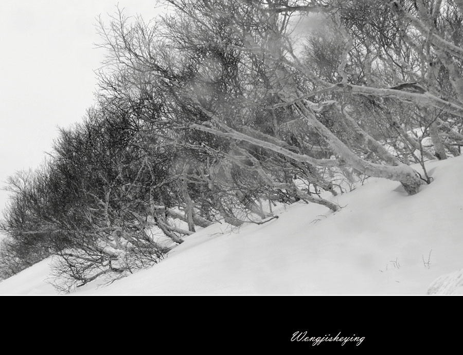 风雪岳桦-长白山冬韵 摄影 红山翁