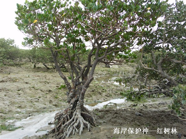 红树林—海洋保护神 摄影 海边街人