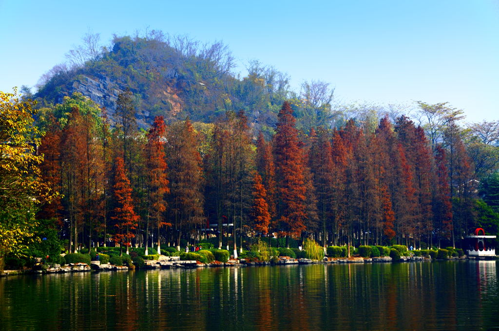 杉树 摄影 baicuan