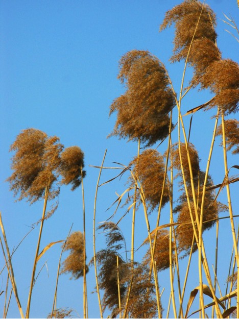 芦苇 摄影 千里清秋