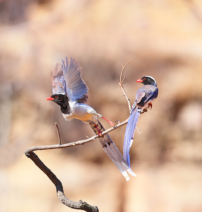 红嘴蓝鹊--10 摄影 天竺