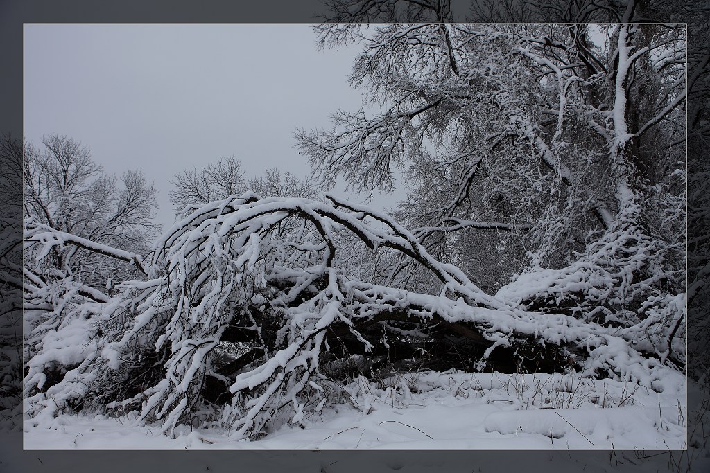 美国南方的大雪 摄影 美洲豹2046