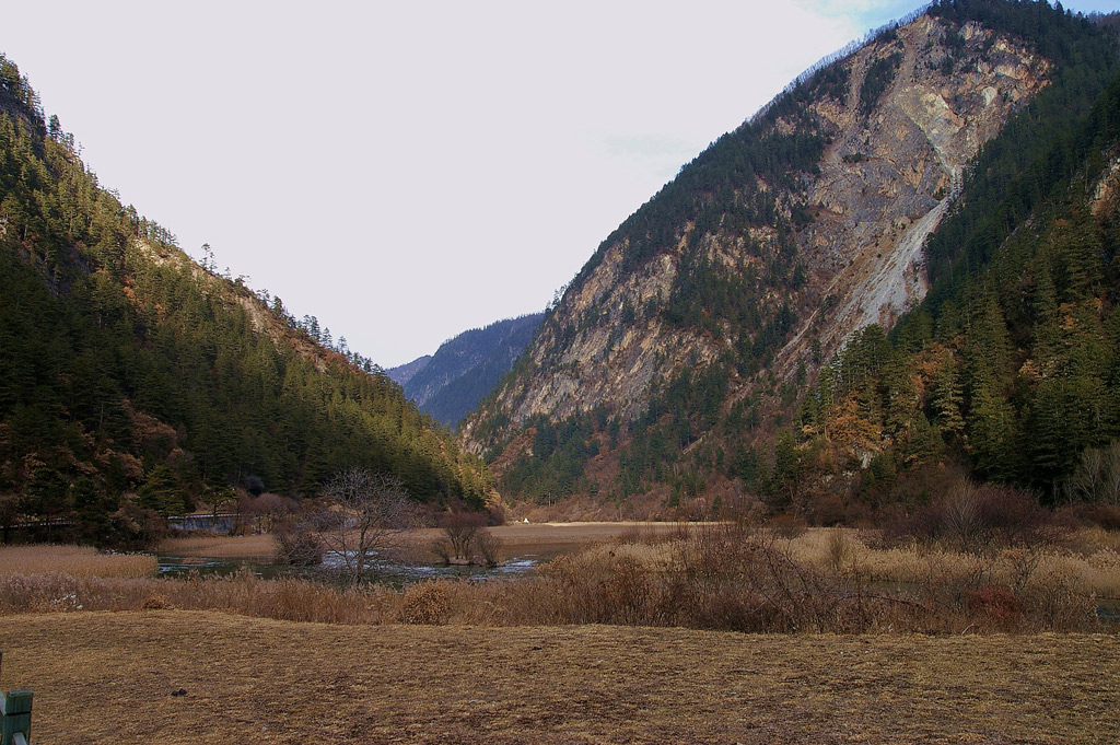 九寨沟芦苇海近景 摄影 石舫