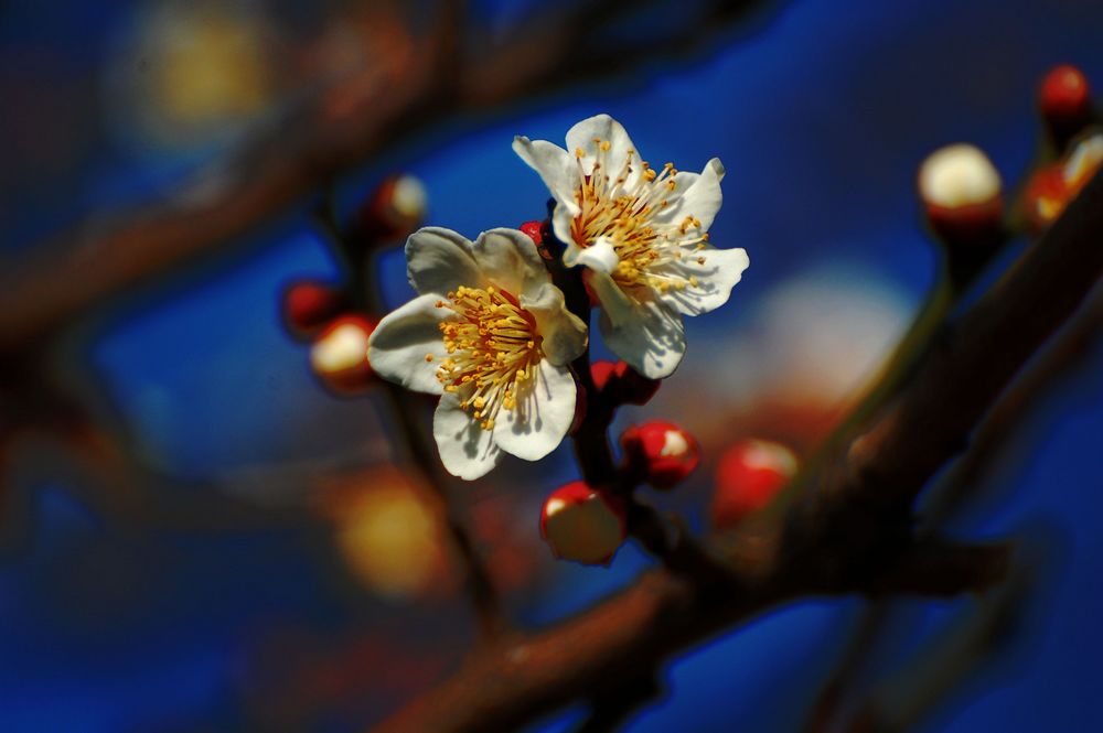 梅花 摄影 近山远水