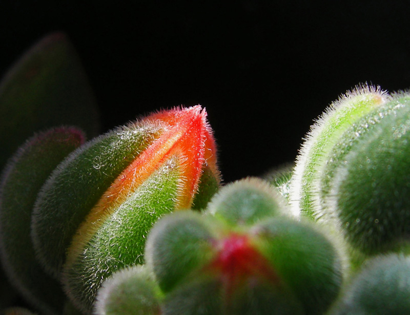 小花儿三幅 摄影 雪莲休闲