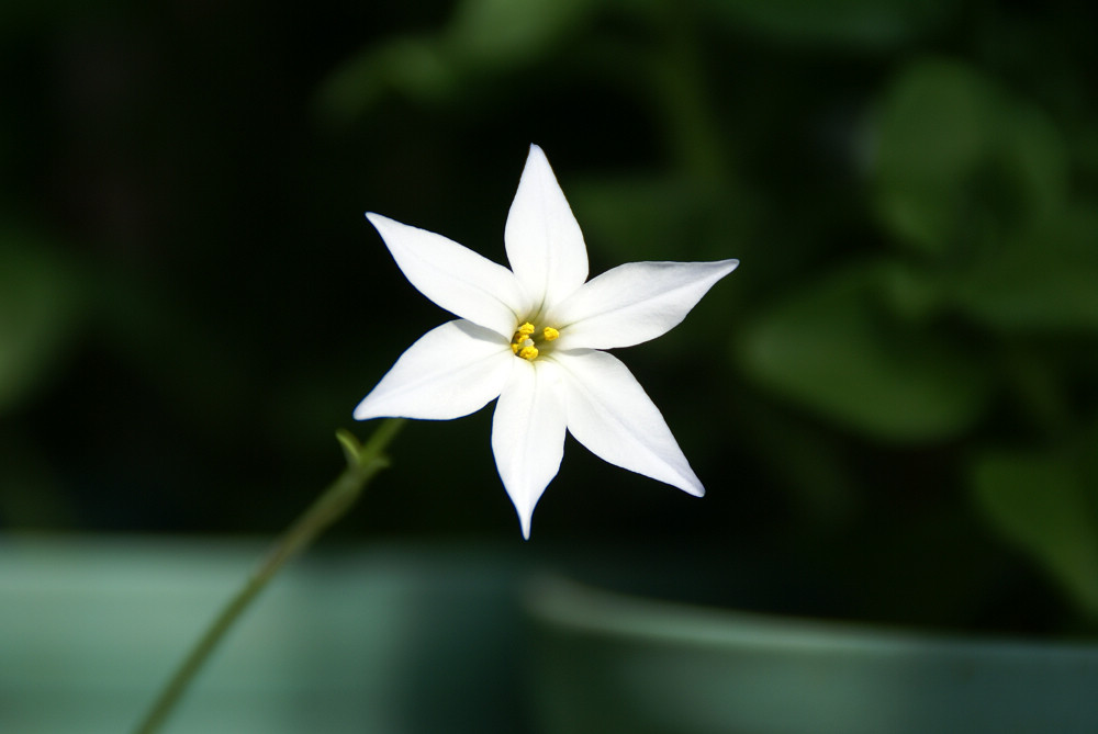 花韭 摄影 悦诗风吟