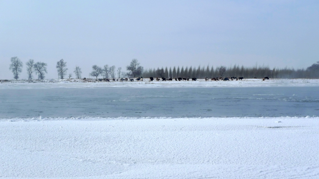 凇 雪 牧 牛 图 3 摄影 雪色年华