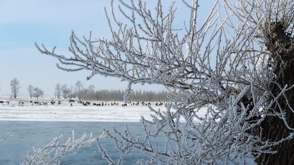 凇 雪 牧 牛 图 摄影 雪色年华