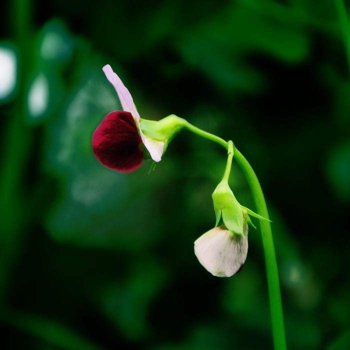 豌豆花 摄影 baicuan