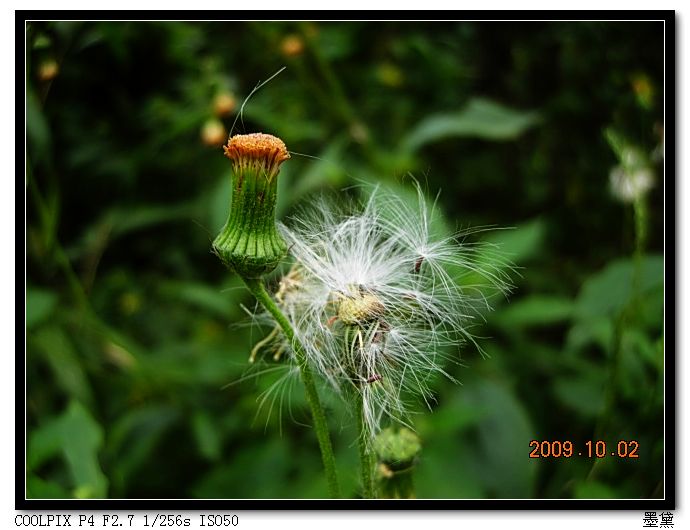 (蒲公英)植物的生命张力 摄影 春花不知秋月